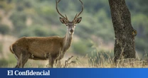 La Guardia Civil interviene en Burgos 12 cornamentas y un cráneo de ciervo obtenidos ilegalmente