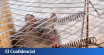 Matar al hantavirus: por qué erradicar una zoonosis es prácticamente imposible