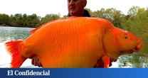 En 2002, alguien liberó un diminuto pez dorado en un lago: 20 años después, pesaba lo mismo que un niño de 10 años