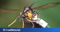 Si la pregunta es: "¿Cómo acabar con los avispones asiáticos en Europa?" La respuesta de RU es: "Poniéndoles un collar"