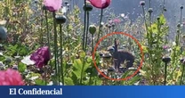Encuentran por sorpresa a un animal que se creía extinto desde hace 120 años: "Llena un enorme vacío"
