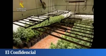 Desmantelan una plantación con 1.450 plantas de marihuana en una nave en Lillo (Toledo)