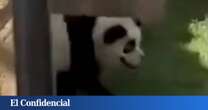 Los 'pandas' de este zoo se hacen virales... y al final su director confiesa que son perros pintados