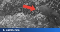 Secuencian el genoma de un 'unicornio' visto hace 12 años y tratan de averiguar si sigue vivo