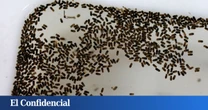 China ha soltado miles de mosquitos en sus calles. Parece que no tiene sentido, pero España también lo ha hecho