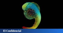 Descubren cómo evolucionaron las manos y la respuesta está donde menos te lo esperas