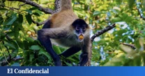 Observan a un grupo de monos 'emborrachándose' y descubren que el alcohol pudo darnos una ventaja evolutiva