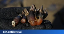 Dos investigados por extraer furtivamente 16 kilos de percebes en la isla de Izaro de Bermeo (Vizcaya)
