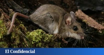 Para el hantavirus, solo somos un accidente: así se contagia la zoonosis, un problema que crece