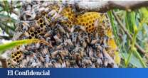 Localizada una colonia de abejas enanas rojas en Europa: así puede afectar su llegada