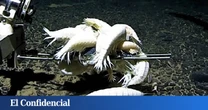 Analizan a un 'anfípodo supergigante' y se dan cuenta que habita más de la mitad de los océanos del mundo