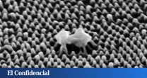 Australia asegura haber creado un nuevo tipo de plástico que destruye la mayor amenaza invisible para el ser humano: virus y bacterias