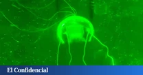 China crea una medusa-robot transparente diseñada para el espionaje submarino