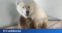 En 2006, un cazador mató a un oso muy extraño: hoy sabemos que no debió existir (y que la culpa fue nuestra)