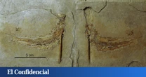 Analizan cientos de fósiles del Jurásico y descubren que todos murieron de la misma (extraña) manera