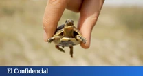 La batalla de la tortuga murciana: "preocupación" entre los agricultores y otra brecha PP-Vox
