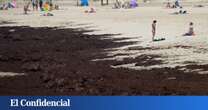 Biorreactores de energía: la última iniciativa para rentabilizar el alga que invade las playas