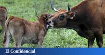 Asturias abona a agricultores y ganaderos otros 1,1 millones de ayudas PAC