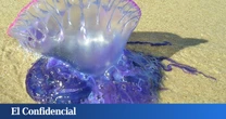 Luis Laria, naturalista y fundador de CEPESMA: "Esta semana son muchos los incidentes en playas de Galicia y Asturias con la carabela portuguesa"