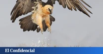 Los ángeles de la guarda del quebrantahuesos en España: así han salvado una especie desahuciada