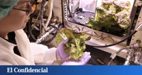 La NASA cultiva lechugas en el espacio y al analizarlas descubre que vamos a tener difícil colonizar Marte