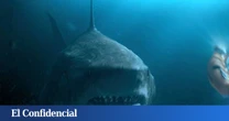 Analizan un diente de megalodón y descubren que estábamos muy equivocados sobre su dieta