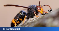 Presta atención para evitar riesgos: así son las avispas asiáticas en España y esto es lo que debes hacer si te pican
