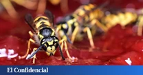 Cómo ahuyentar a las avispas para que te dejen comer tranquilo, según la ciencia