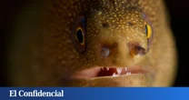 Las anguilas eléctricas pueden transferir material genético en cada descarga