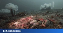 Desde 2013, algo extraño ha hecho 'papilla' a 5.000 millones de estrellas de mar: por fin sabemos qué es