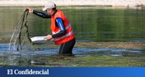 El Ebro se tiñe de verde: una alfombra de "algas" tapa las aguas con el temor de que prolifere la mosca negra