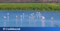 El plan para resucitar a la pequeña Doñana de Cádiz que la agricultura secó en los años 60