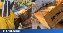Cómo es ser apicultor por un día en un pueblo de España, según unos tiktoker: “Para hacer un solo kilo de miel hacen falta que más de 2.000 abejas visiten más de 4 millones de flores”