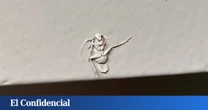 Hay cucarachas que pueden comer plástico. Y el resultado es algo que nos puede ser muy útil