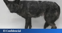 En 2021, alguien atropelló lo que creía que era un perro: hoy sabemos que era un animal que no debería haber nacido