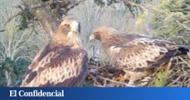¿Qué hace una pareja de águilas con sus crías en el jardín más transitado de Valladolid?
