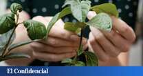 La vas a querer en casa: esta planta no se muere, purifica el aire... y además te carga el móvil