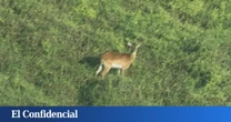 Fotografían por primera vez a una especie 'extremadamente rara' que se creía extinta desde 2005
