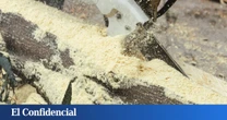 Científicos rompen enlaces de lignina y convierten el serrín en el combustible del futuro