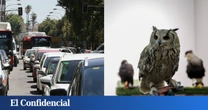 ¿Pueden los búhos eliminar el molesto ruido del tráfico? China ha demostrado que sí