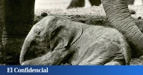 En 1978, este extraño elefante nació en un zoo de UK: hoy sabemos que fue un animal que no debió existir