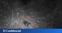 Colocan 80 cámaras trampa y logran grabar a un raro animal que se creía extinto desde 1961