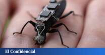 El invento que puede salvarte la vida en caso de catástrofe es... una cucaracha cyborg