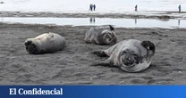 Europa consiguió salvar a sus focas. O al menos, eso creíamos. Ahora la amenaza ha vuelto