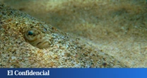 Así es el 'pez escorpión', el animal venenoso que vive en las profundidades del mar Mediterráneo