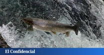 Dan ansiolíticos a salmones y ponen de manifiesto un grave problema del agua