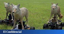 El Ejército de EEUU usa coyotes de plástico como avanzadilla: es un 'palo' enorme para Boston Dynamics