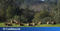 Las 500 vacas okupas que han reavivado un viejo conflicto entre Asturias y Castilla y León