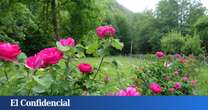 Ovejas adiestradas para no comerse una rosa única: oro en pétalos para perfumería