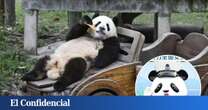 China apuesta por un panda bebé como policía honorario para mejorar la seguridad vial